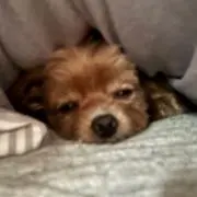ゴボテンの画像