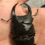 クワガタ