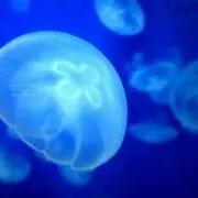 ニコニコ