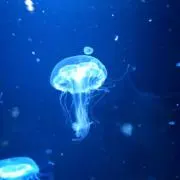 しゃこ