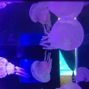 ぺったんこ