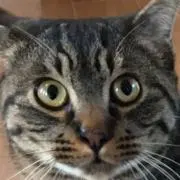 ミーちゃん