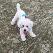 リンク