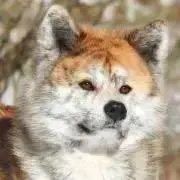 ブリンドルの画像
