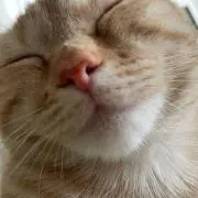 ちょりの画像