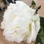 熊子っちの画像