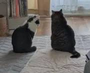 ❇️翡翠❇️の画像