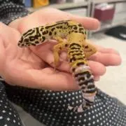 わったーの画像