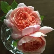 さくら