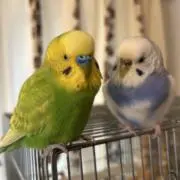 インコ神の画像
