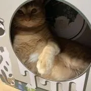 いかちゃんの画像