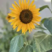 つぶあんの画像