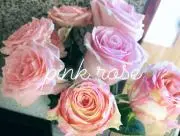 pink roseの画像