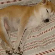 サラムクの画像