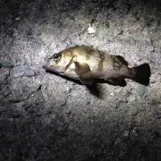 アポカリプス