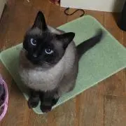 ちーさん