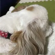 しずお