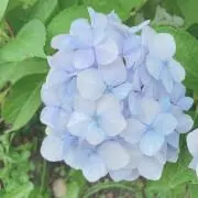 あむ
