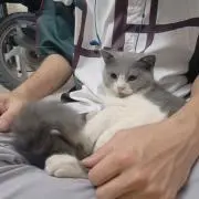 Ayayaの画像