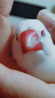 しんころの画像