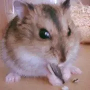 ぽりごん