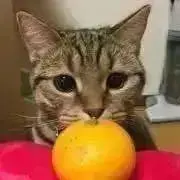 のみの画像