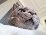 りんねこの画像