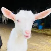 もちたろう