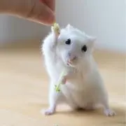 pieの画像