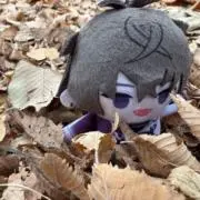 サシロの画像