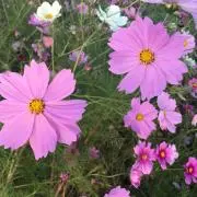 【新年セール中】りんどん