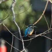 Chama runの画像