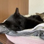 黒猫ちゃんの画像