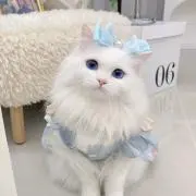 ねこさんの画像