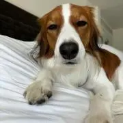 ieの画像