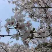 さくらの画像