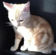 つむちーの画像