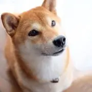 Rinkoの画像