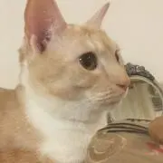 ネルちゃんの画像