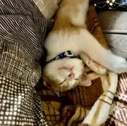 チャオ（プロフィール読んでください）の画像