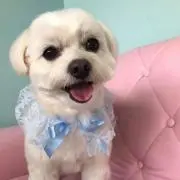 としち