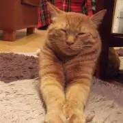 はなの画像