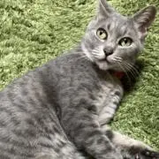 Sanaの画像