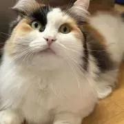 ぱるの画像