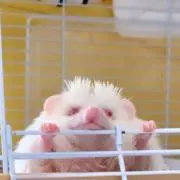 なのはな