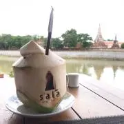 セミ