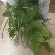 かのんの画像
