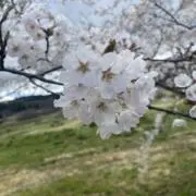 宮