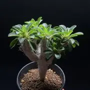 Kobaの画像
