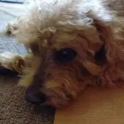 中ちゃん